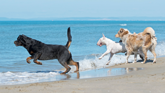 photo of 3 dogs playing together on the beach